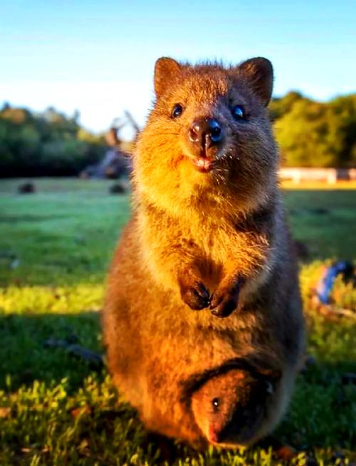 袋熊视频官方版正版