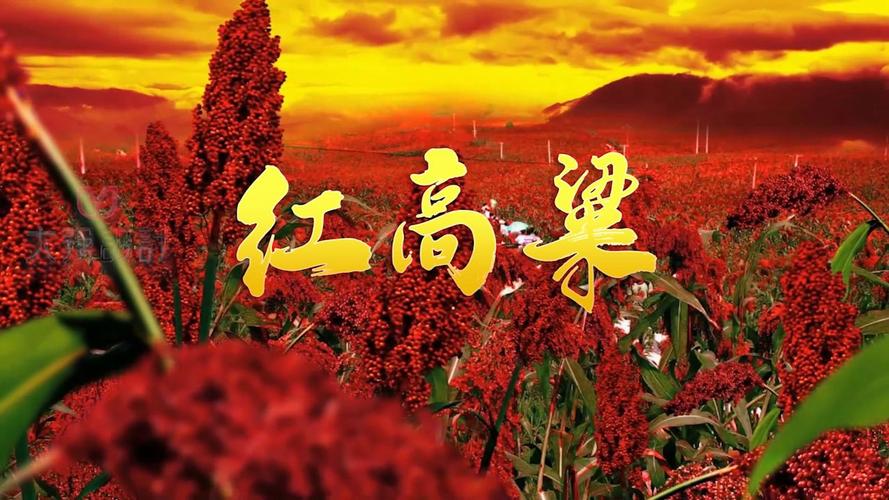 红高粱直播