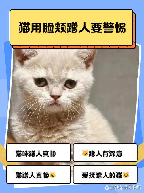 猫用脸颊蹭人要警惕