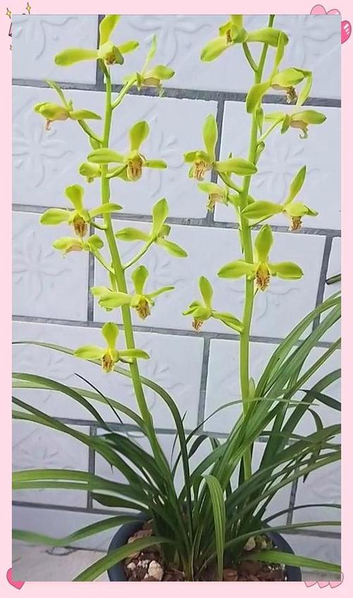 大兰花