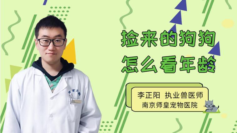 捡来的狗狗怎么判断年龄