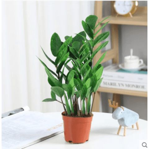 金钱树,发财树 招财树哪种好养