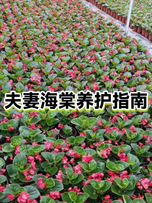 海棠新叶子长出来就焦游戏截图