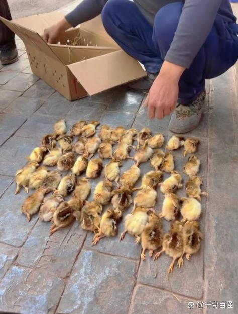 卖小鸡苗最近的地方在哪里