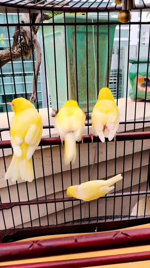 变异绣眼鸟图片