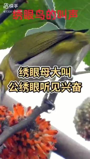 绣眼鸟叫声缩略图