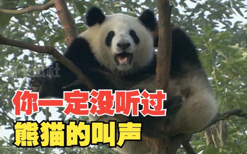 大熊猫怎么叫的