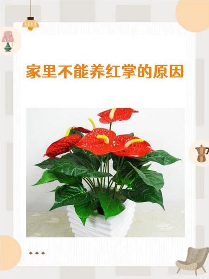 为什么红掌养不活