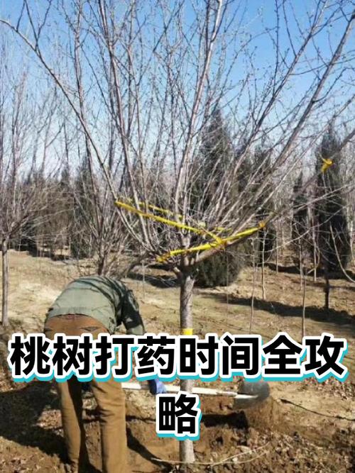 桃树全年打药时间一览表游戏截图