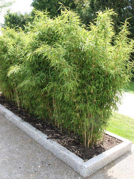 竹子种植游戏截图