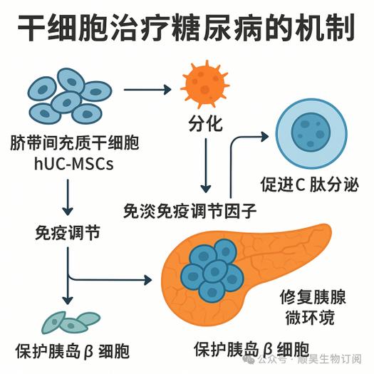 干细胞治疗糖尿病