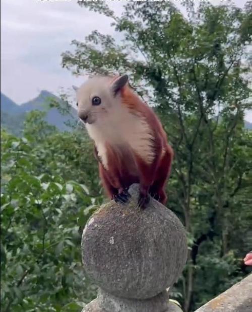 飞虎 动物