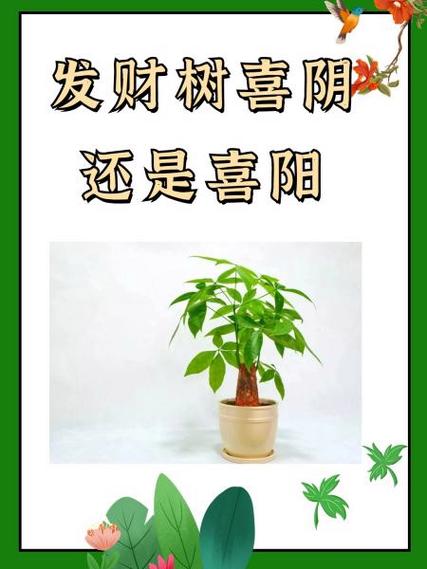 发财树喜阴还是喜阳