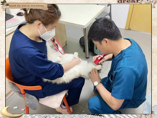 线上宠物医生问诊图标