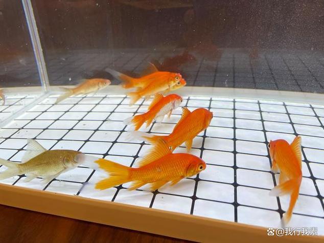 养草金鱼的正确方法