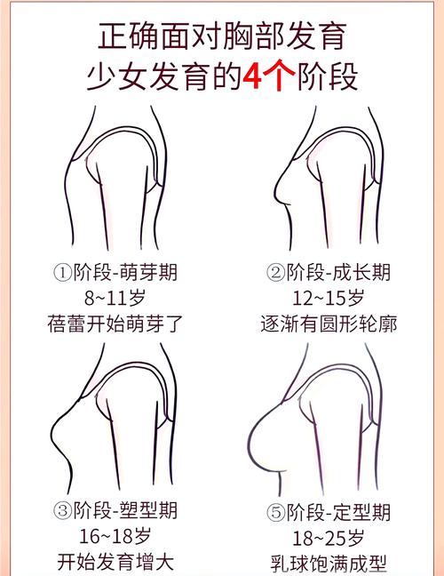 女人乳房为什么会变小了怎么回事