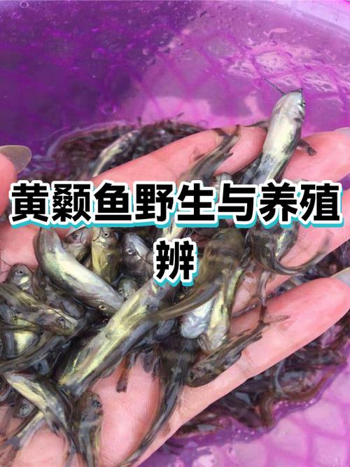 黄拉丁鱼多少钱一斤