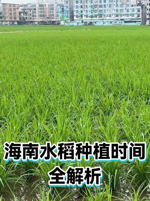 海南水稻一年一熟为主的原因