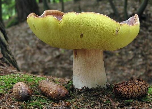 20种可食牛肝菌种类游戏截图