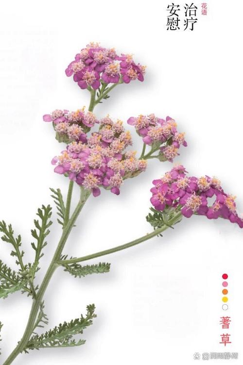 elder flower是什么花