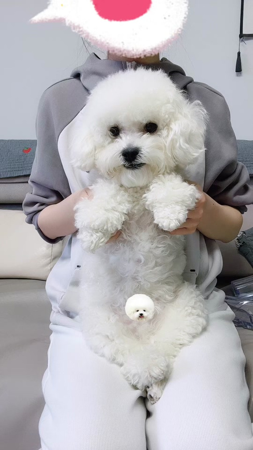 猫爪摁狗头by