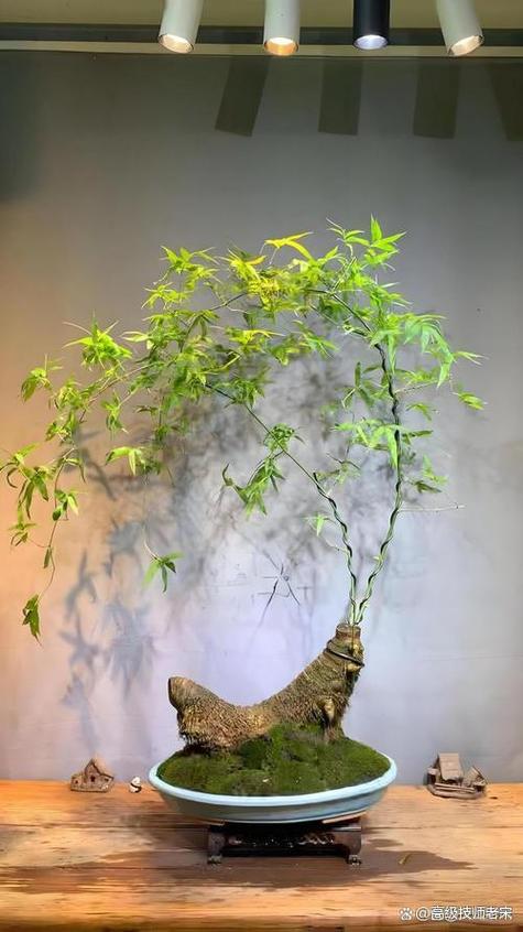 养竹子的方法游戏截图