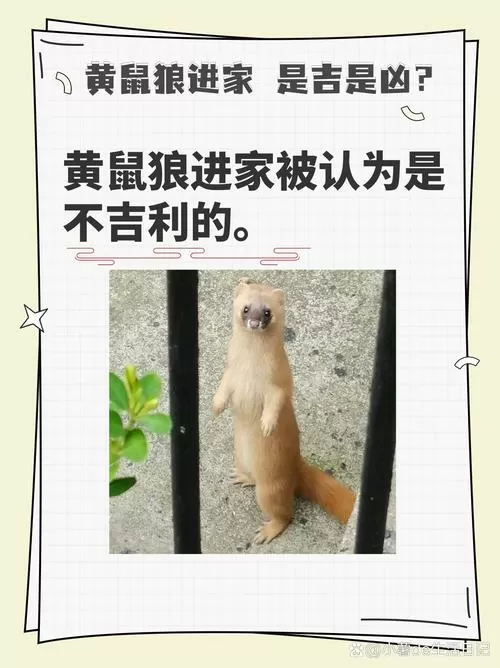 黄鼠狼进家意味着什么游戏截图